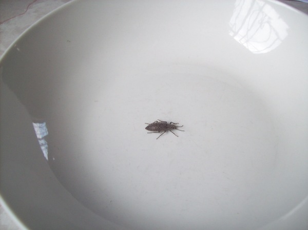 I come home to find a bug chilling in my bowl...such is the PCV life.