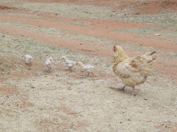 A chicken herds her chicks away from me-the big, scary human.