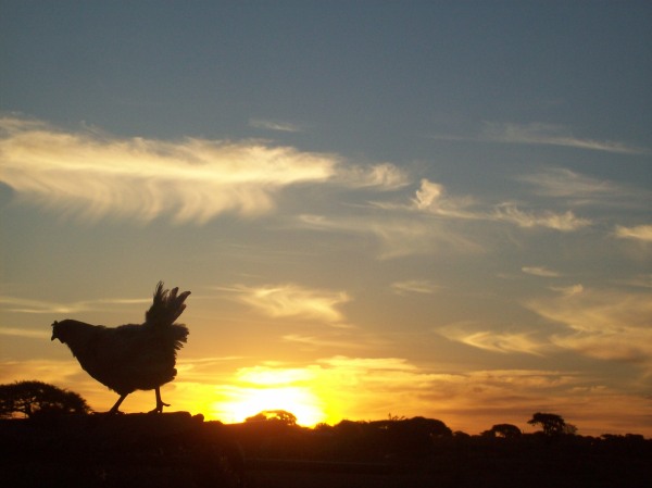 A chicken observes the setting sun from his coop (right outside my window).