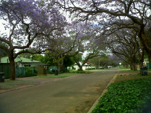 The purple Jacaranda trees were blooming in Pretoria!!